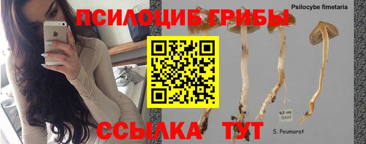 Малоярославец  Галлюциногенные грибы Psilocybe  Вход с VPN 